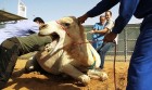 Camello-come-veterinaria