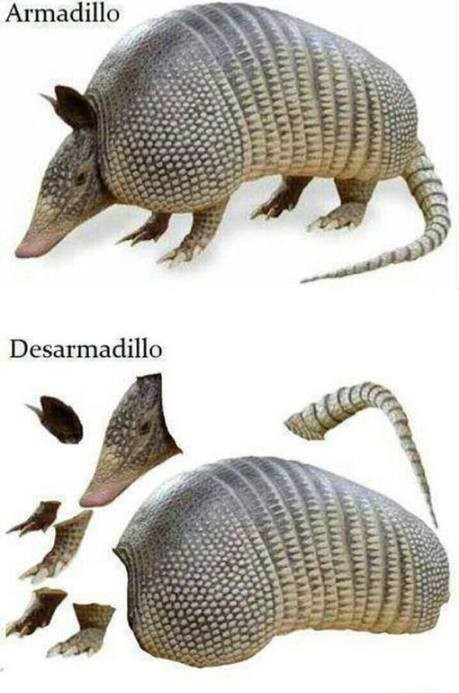 Armadillo